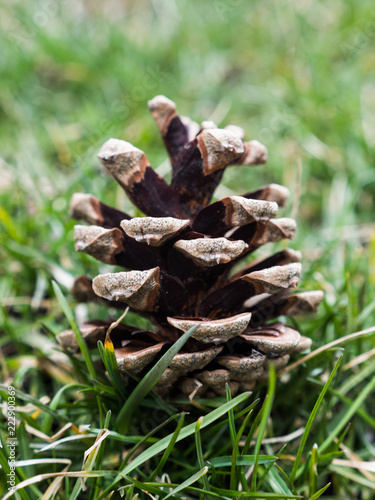 Close up photograph of a brown pine cone with blurred bokeh pine needles laying on the ground in the background making a great nature backdrop.