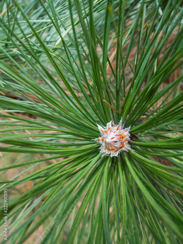 Close up photograph of the end of a long needle pine tree with needles sprawled out from the center with missing pine cone making a great nature backdrop.