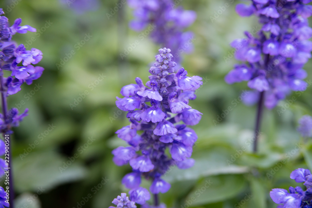 Blooming violet lavender flowers in sunny day Blooming violet lavender flowers in sunny day