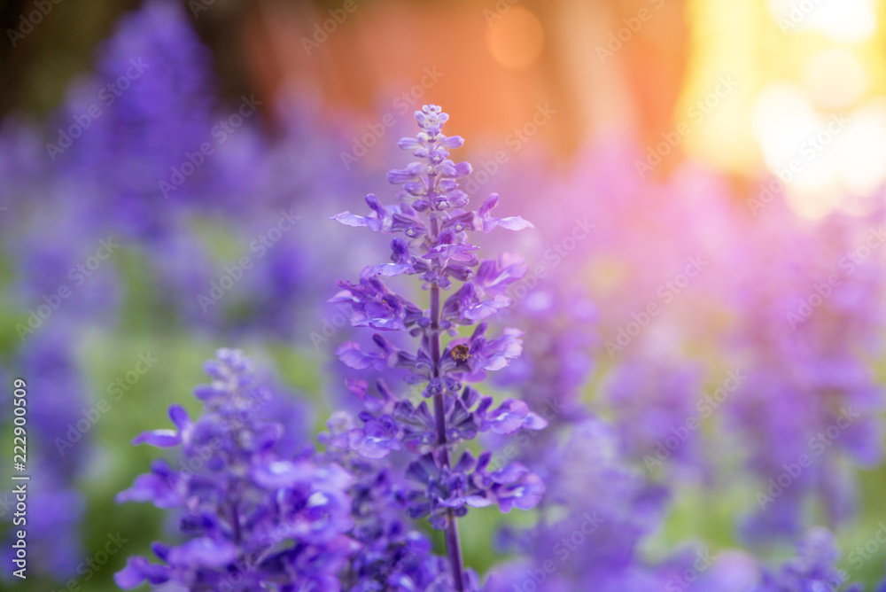 Naklejka premium Blooming violet lavender flowers in sunny day