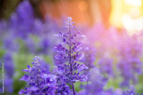 Blooming violet lavender flowers in sunny day