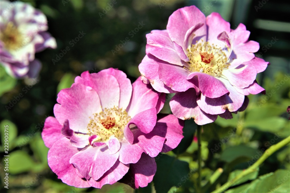 Lilac Roses Lilac Roses