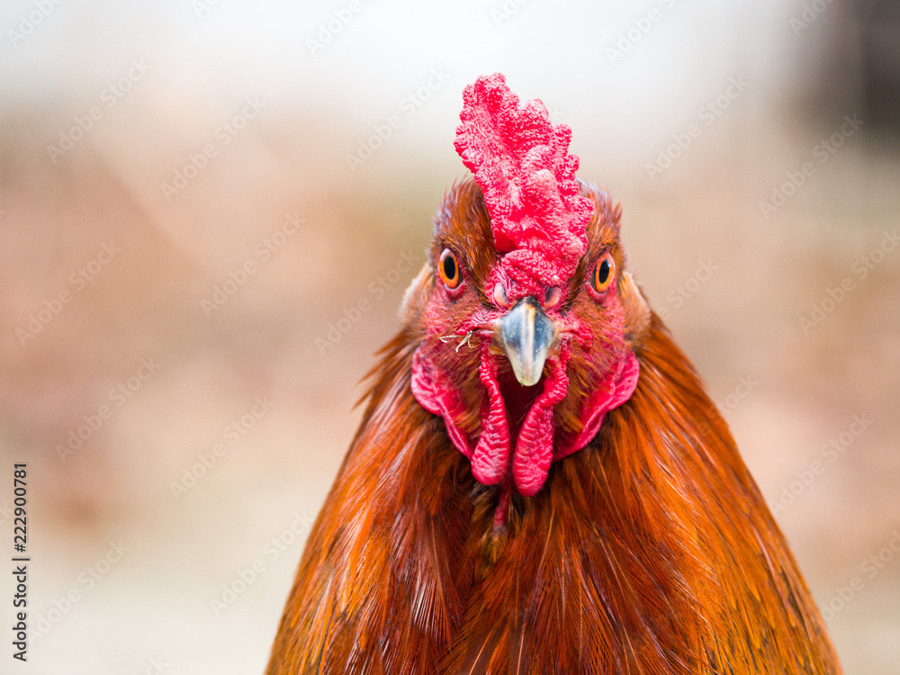 Funny or humorous close up head portrait of a male chicken or rooster with  beautiful orange feathers bright red comb and wattle with a blurred bokeh  background. Stock Photo | Adobe Stock