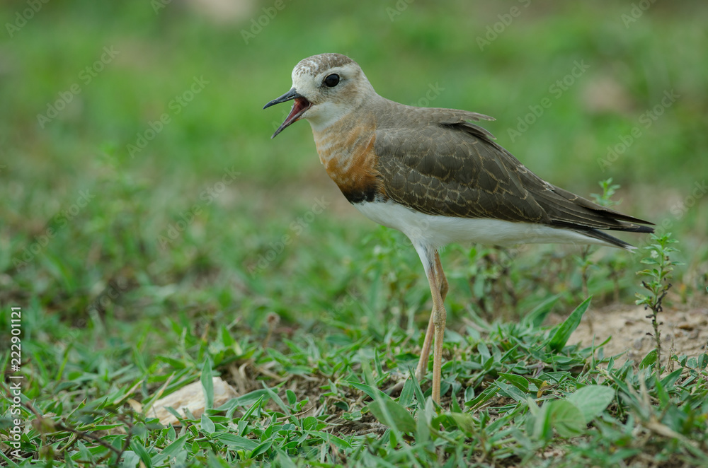 Fototapeta premium Oriental Plover (Charadrius veredus)