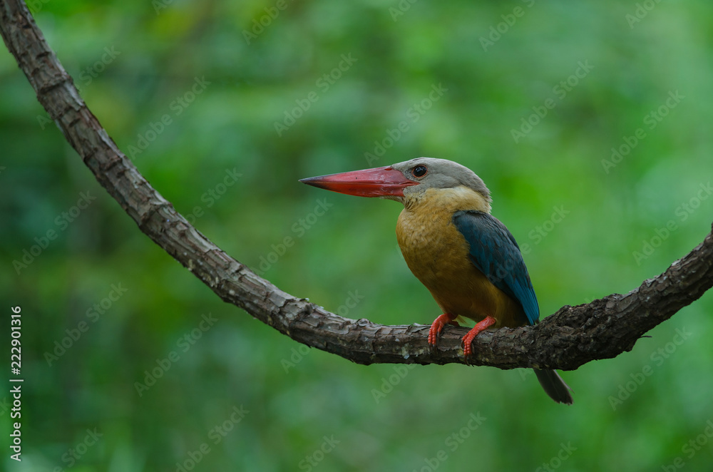 Obraz premium Stork-billed Kingfisher bird perching on the branch