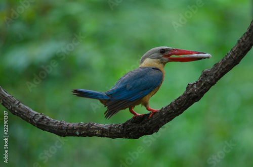 Stork-billed Kingfisher bird perching on the branch