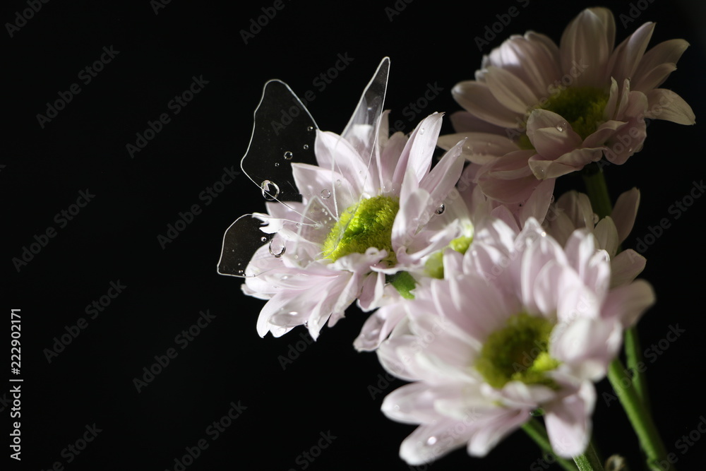 小菊 白 に蝶 模型 Chrysanthemum And Dummy Butterfly Stock Photo Adobe Stock 小菊 白 に蝶 模型 Chrysanthemum And Dummy Butterfly Stock Photo Adobe Stock