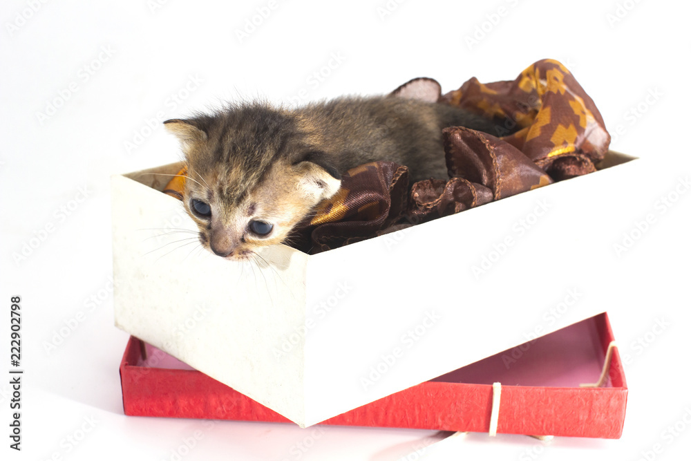 Obraz premium Kittens learn to walk.