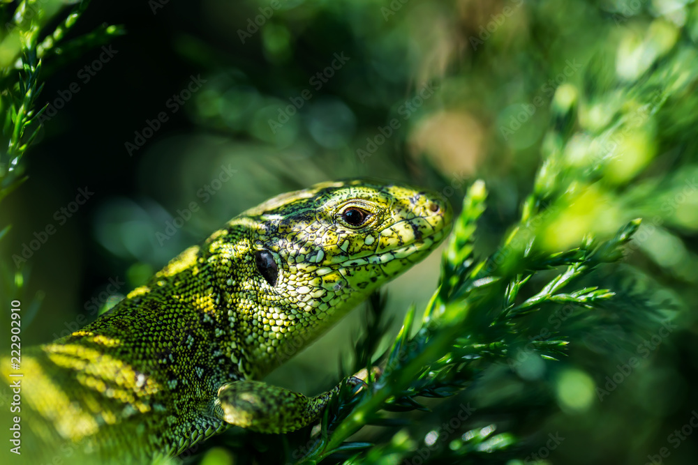 Fototapeta premium Male Lacerta Agilis Sand Lizard Reptile Animal Macro Portrait Close-up