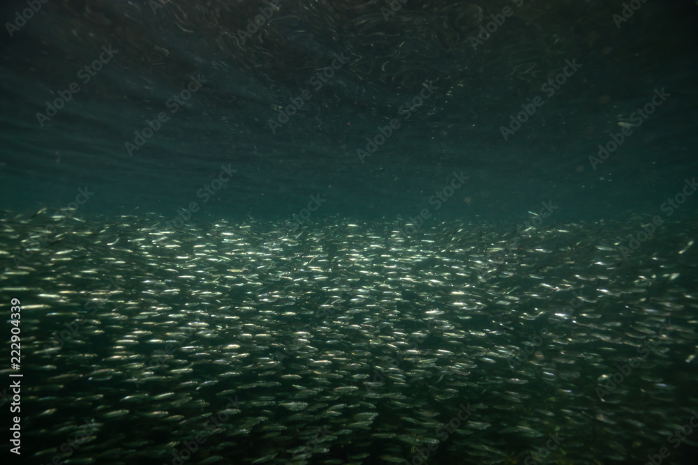 Beautiful underwater scene in the Pacific Ocean with a swarm of small fish swimming in the water. Taken near Port Hardy, Northern Vancouver Island, BC, Canada. Beautiful underwater scene in the Pacific Ocean with a swarm of small fish swimming in the water. Taken near Port Hardy, Northern Vancouver Island, BC, Canada.