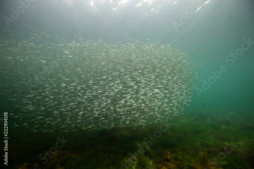 Beautiful underwater scene in the Pacific Ocean with a swarm of small fish swimming in the water. Taken near Port Hardy  Northern Vancouver Island  BC  Canada.