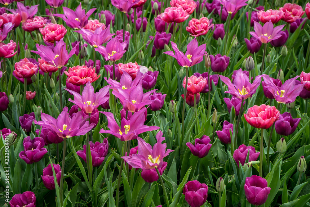 Netherlands,Lisse, a close up of a bunch of purple flowers Netherlands,Lisse, a close up of a bunch of purple flowers
