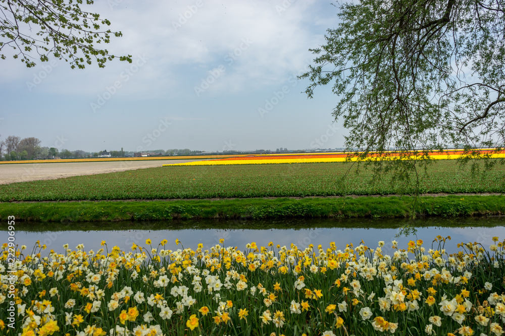 Obraz premium Netherlands,Lisse, a yellow flower in a body of water