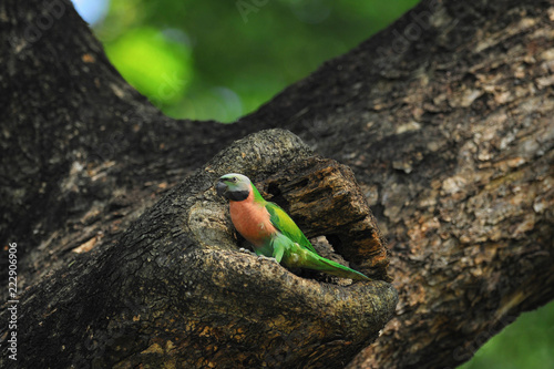 Red-breasted parakeet