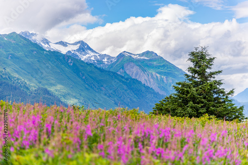 Mountain with foreground Fireweed flowers and cloudy sky Alaska © ricjacynophoto.com