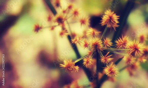 grass flower vintage filter effect abstract spring nature ,relax wallpaper background