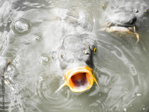 Fototapeta Close up of a large carp as it surfaces and gulps water and air in the murky wat