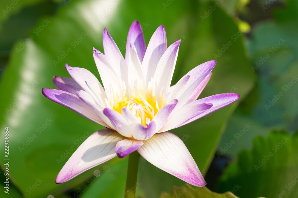 close up of bugs are attracting pollen, purple lotus with blur green garden background close up of bugs are attracting pollen, purple lotus with blur green garden background
