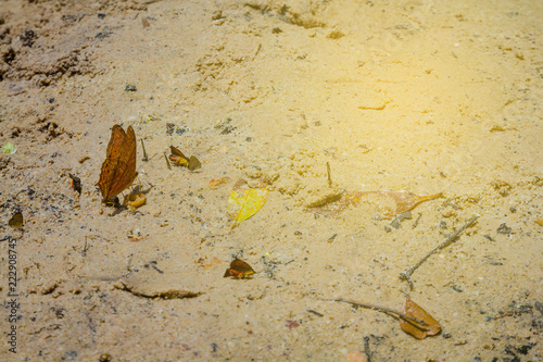 Orange butterfly eating food on the sand photo