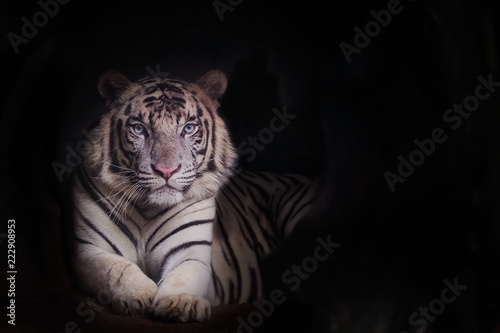 Photography The white tiger is a pigmentation variant of the Bengal tiger and copy space for text