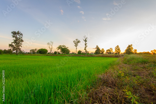 Green rice field at sunset time