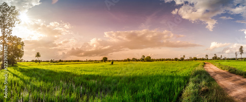 Green rice field at sunset time