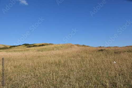 Blue sky and white clouds  vast expanse of grassland