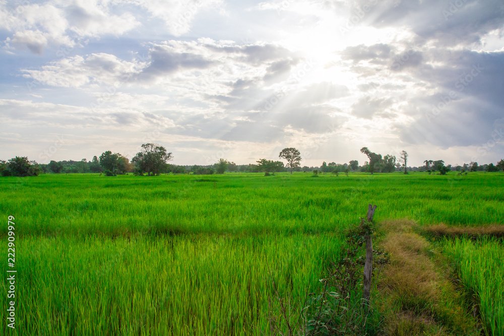 Green rice field at sunset time