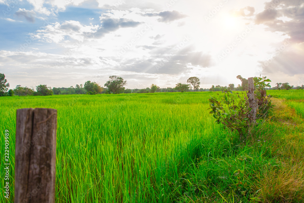 Obraz premium Green rice field at sunset time