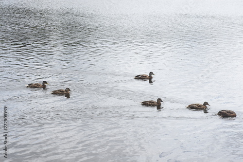 Ducks swim freely in the river