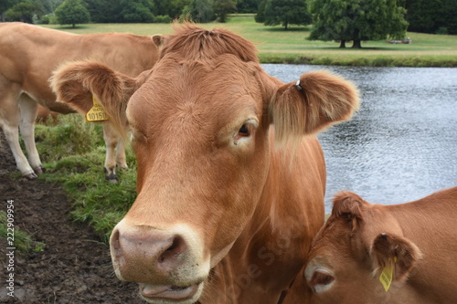 The yellow calf is resting on the side