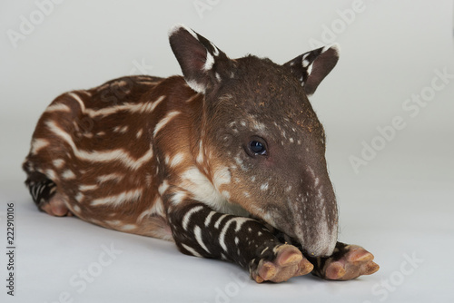 Newborn tapir animal