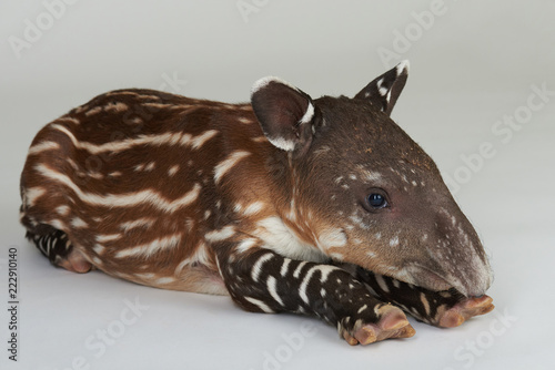 One spotted little tapir animal