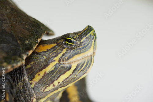 Close-up portrait of colorful turtle