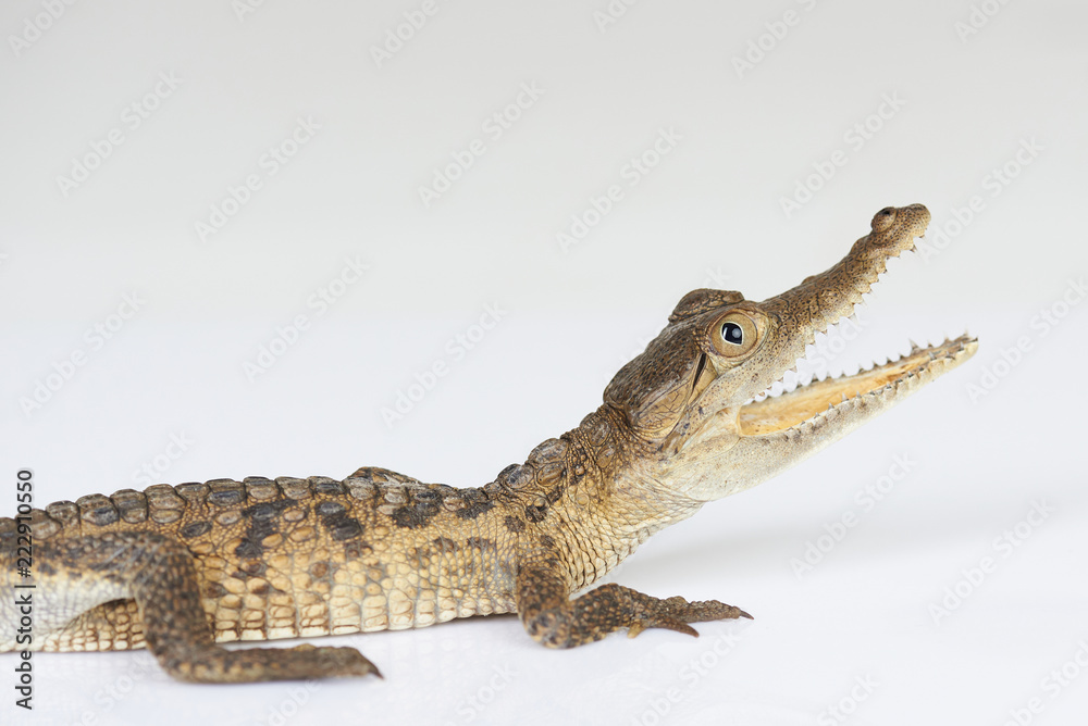 Naklejka premium Crocodile with open jaw