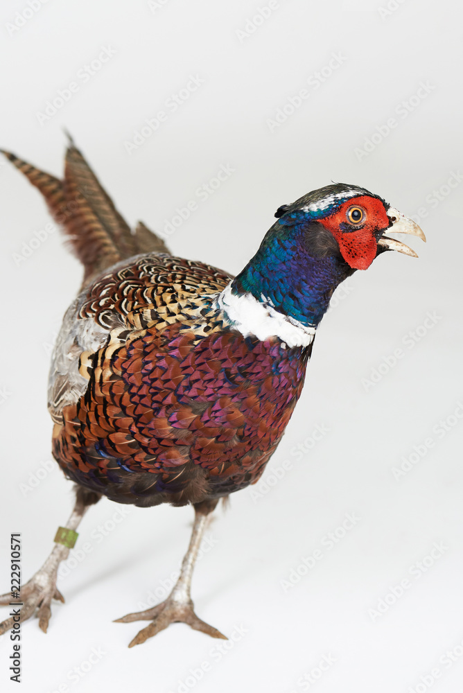 Fototapeta premium Ring-necked pheasant