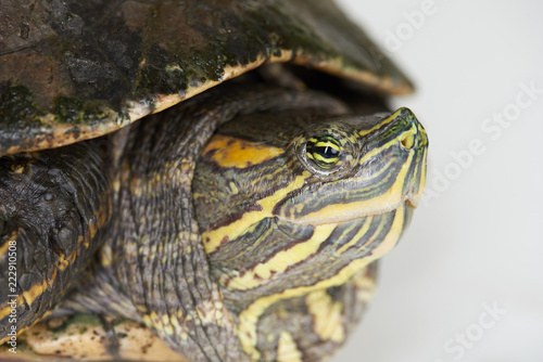 Close up headshot of sea turtle