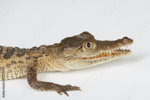 Close up of alligator head