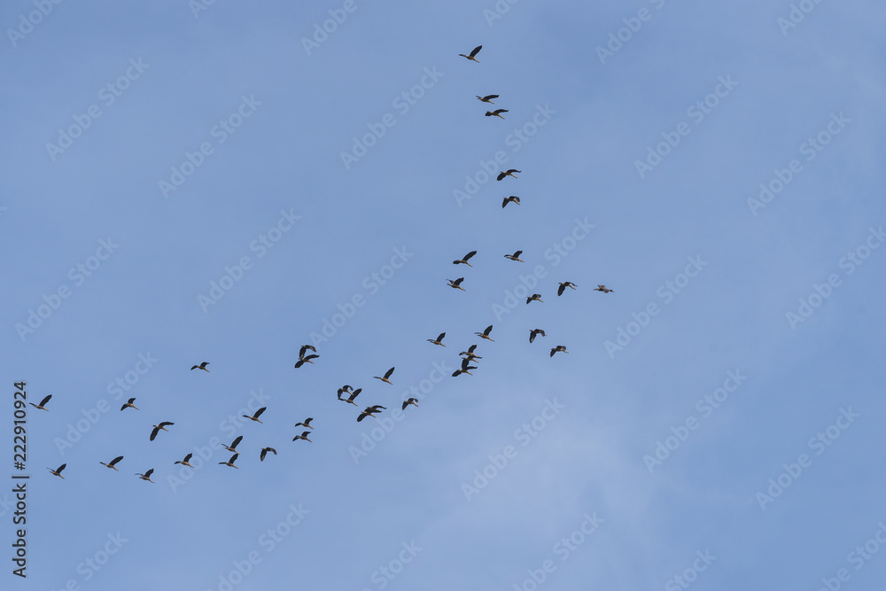 Group of birds fly in blue sky