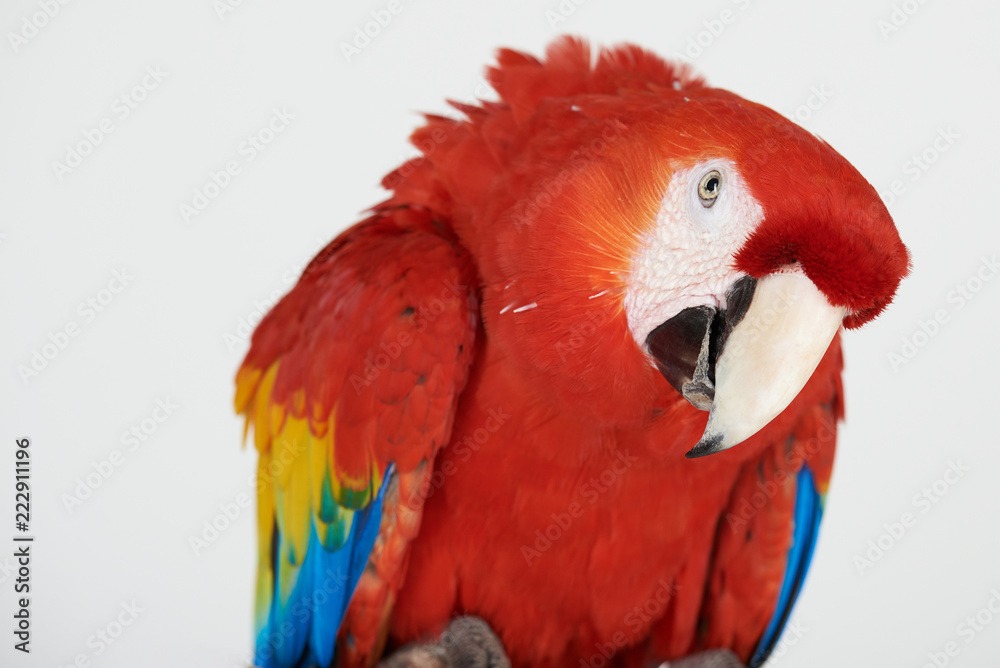 Curious red parrot portrait