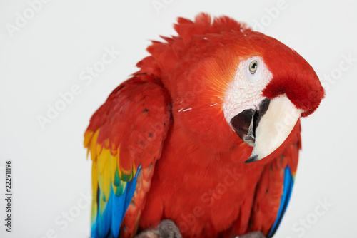 Curious red parrot portrait © PixieMe