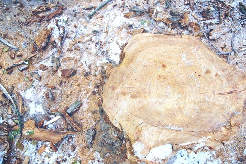 Top view of tree stump.