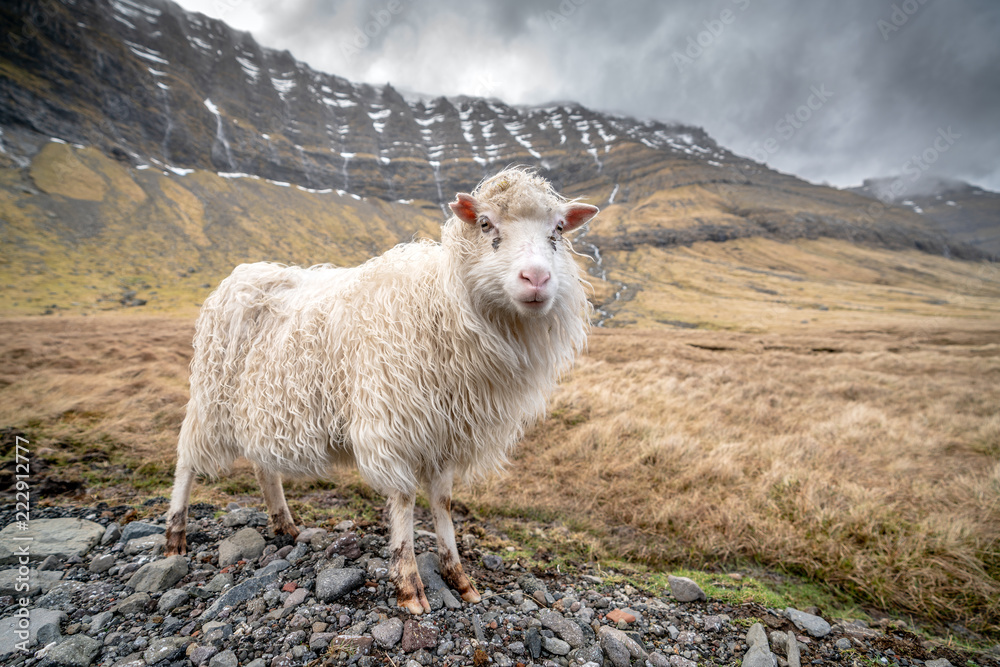 Fototapeta premium Sheep at the Faroe Islands.