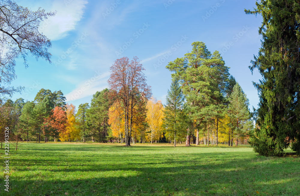 Glade in park among a conifers and deciduous trees