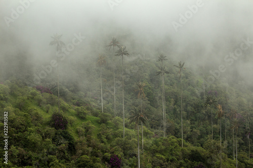 A mysterious foggy rainforest of wax palm trees of the Andes in Cocora valley, Colombia