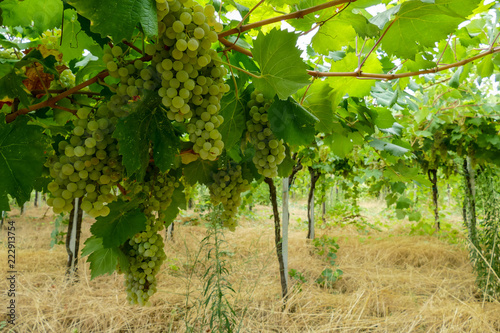 Bunches of wine grapes hanging on the wine in late afternoon sun, grape background photo