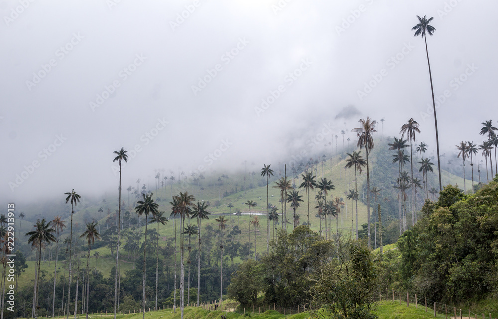 Tall wax palm trees in the cloudy Cocora valley, in the Nevados national park, Colombia - obrazy, fototapety, plakaty 