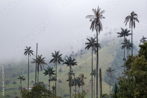 Tall wax palm trees in the cloudy Cocora valley, in the Nevados national park, Colombia