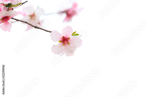 Japanese Cherry flowers (Sakura).