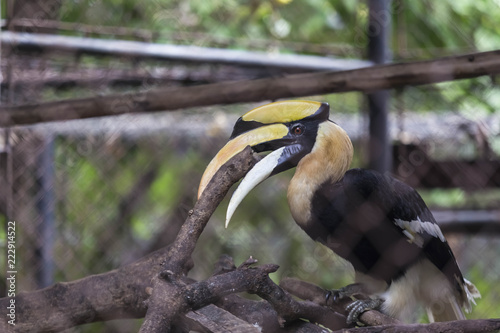 Hornbill in the zoo in the cage.